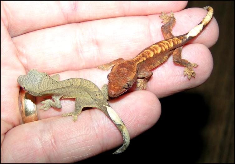 Baby Crested Geckos