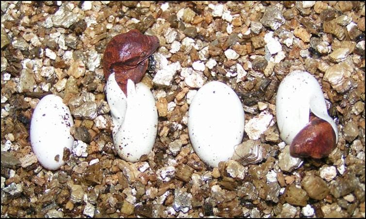 Baby Crested Geckos hatching