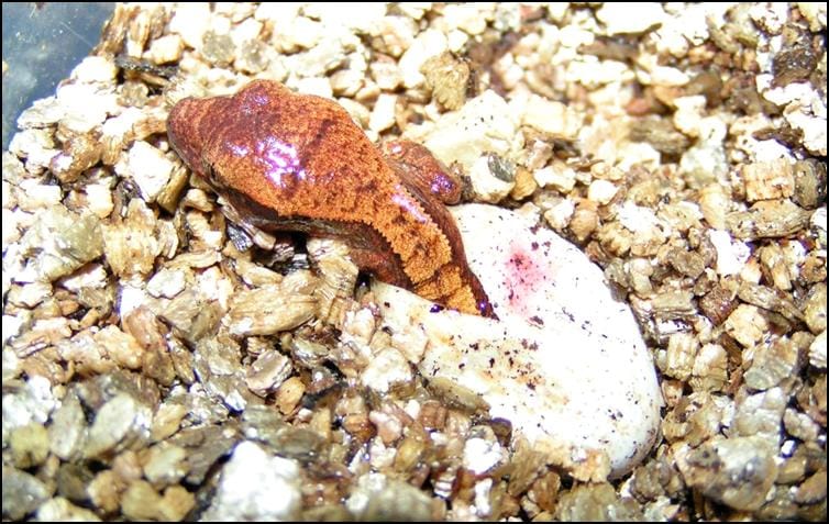 Crested Gecko emerging from an egg