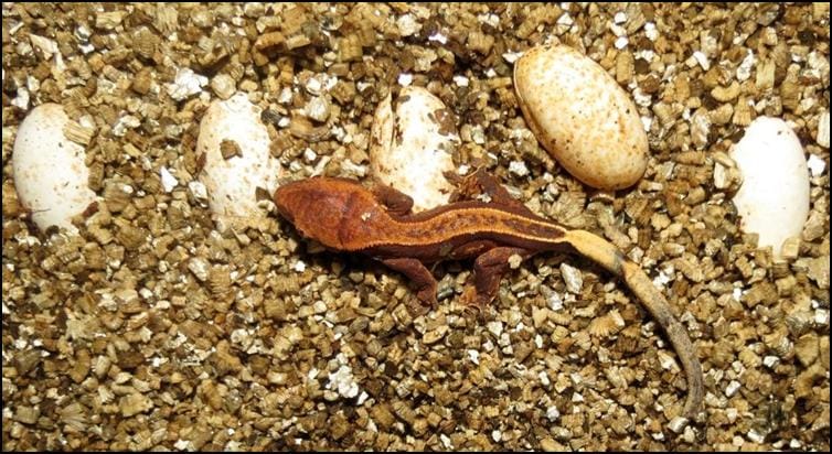 Baby Crested Gecko