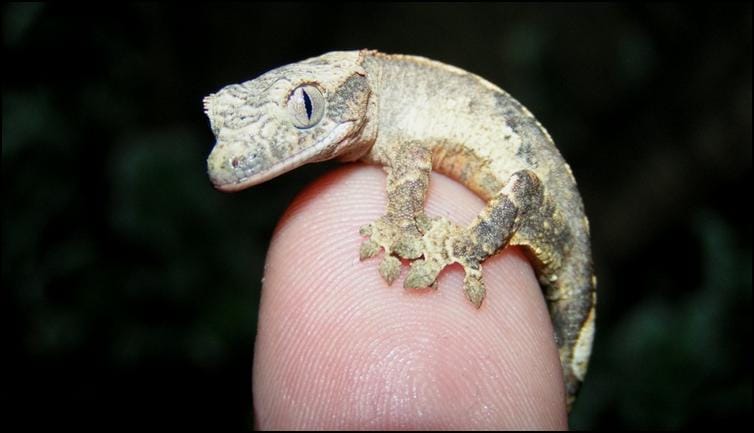 Baby Crested Gecko