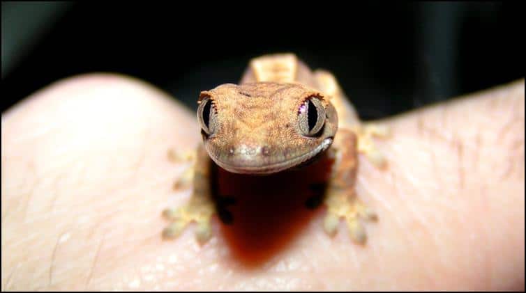 Baby Crested Gecko