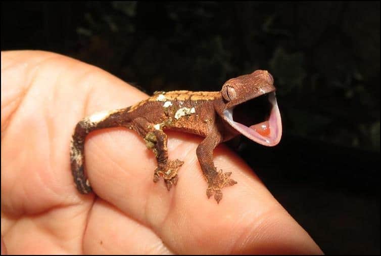 Baby Crested Gecko with wide open mouth