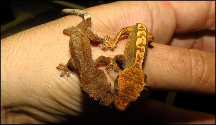 Handling Crested Geckos