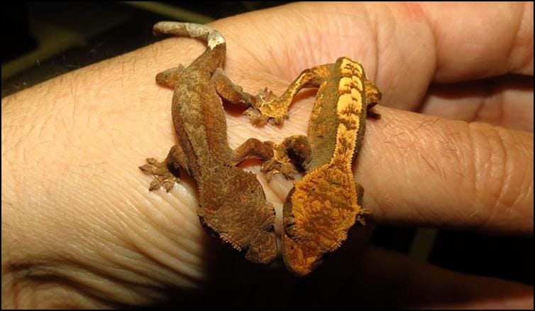 Handling Crested Geckos