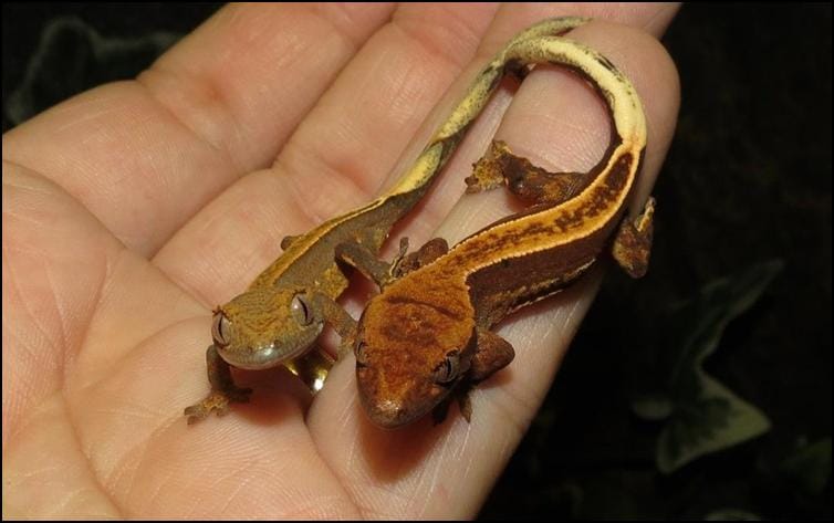 Handling Crested Geckos