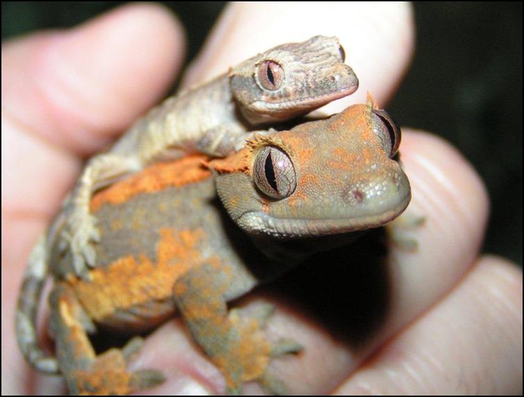 Handling Crested Geckos