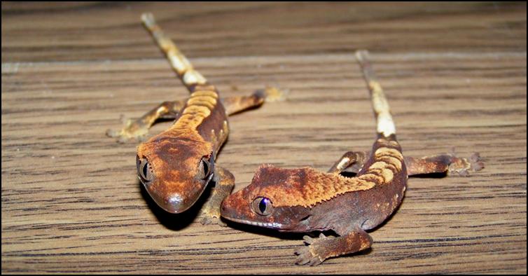 Two Crested Geckos