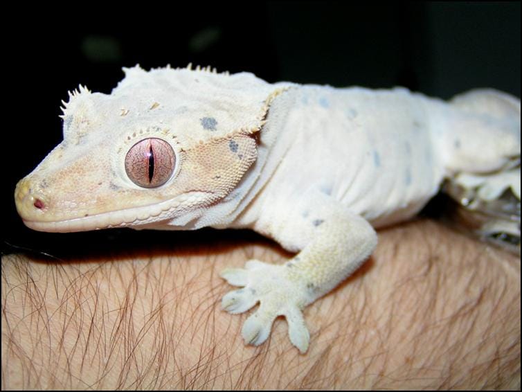 Crested Gecko in early stages of moulting