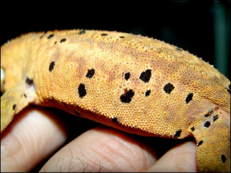 Close-up of Crested Gecko after moulting