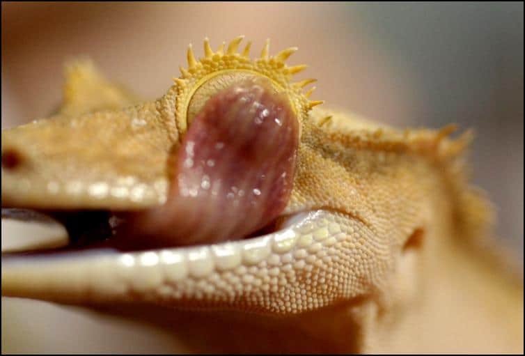 Crested Gecko cleaning it's eye with it's tongue