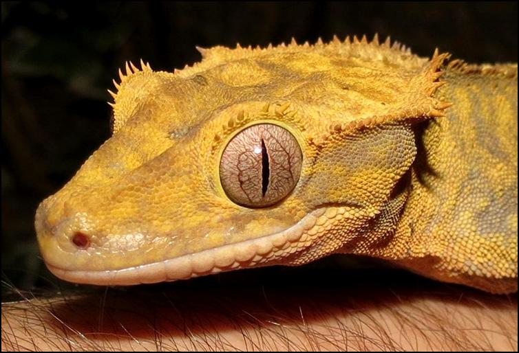 Crested Geckos eye