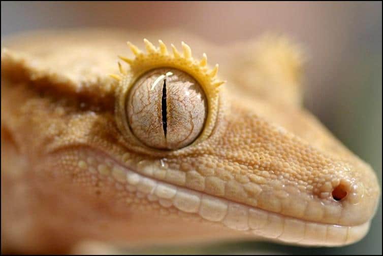 Crested Geckos eye