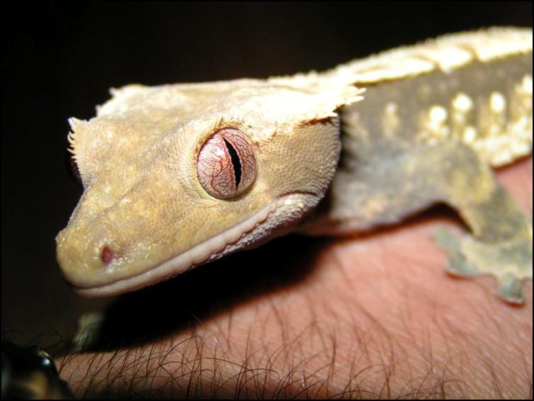 Crested Geckos eye