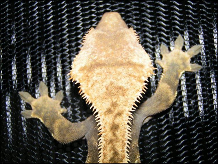 Crests of Crested Gecko
