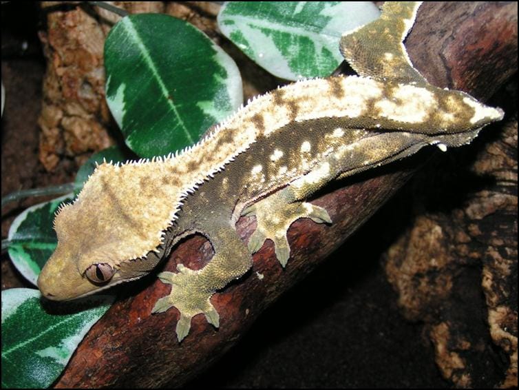 Stumpy the tailless Crested Gecko