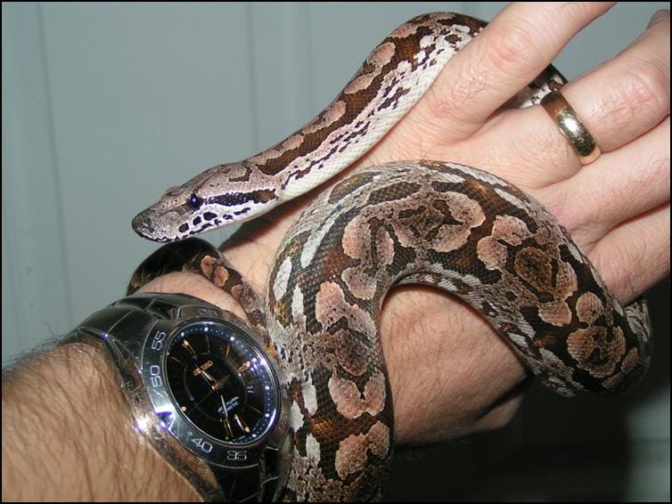 DUMERIL'S BOA