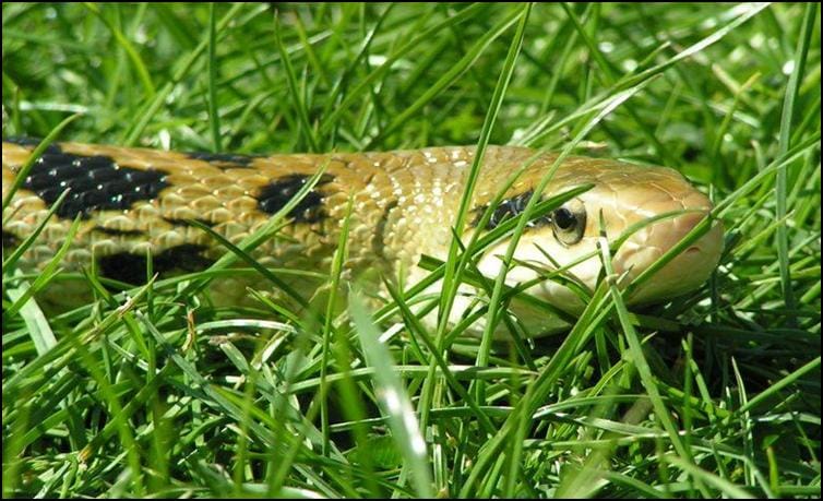 Taiwanese Beauty Snake in the grass