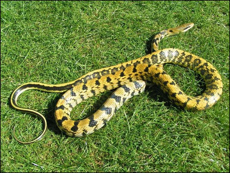  Taiwanese Beauty Snake