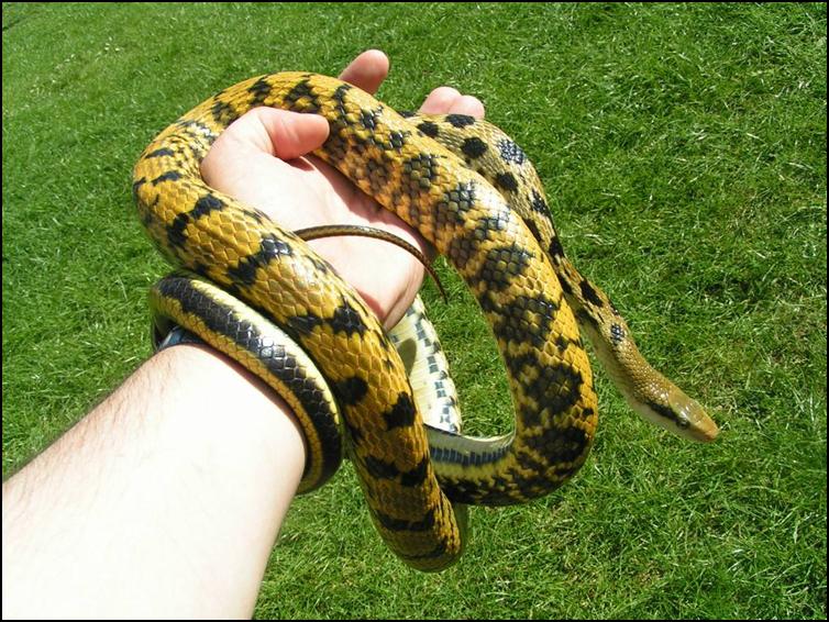 Taiwanese Beauty Snake