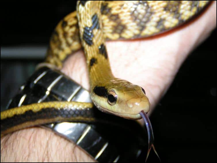 Close up of Taiwanese Beauty Snake head