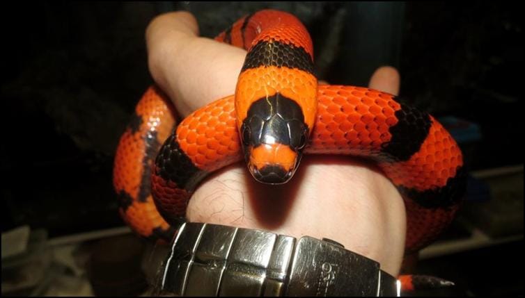 Tango the tangerine Honduran milk snake