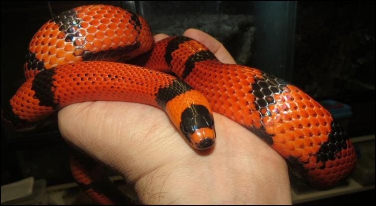 Tangerine Honduran Milk Snake