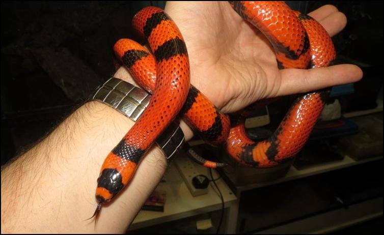 Tangerine Honduran Milk Snake