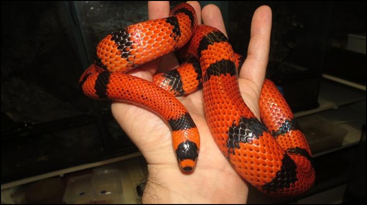 Tangerine Honduran Milk Snake