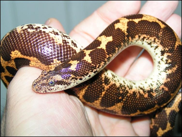 Kenyan Sand Boa