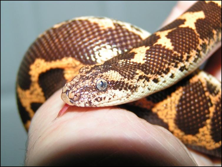 Close-up view of Kenyan Sand Boa