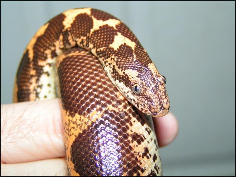 Close-up view of Kenyan Sand Boa