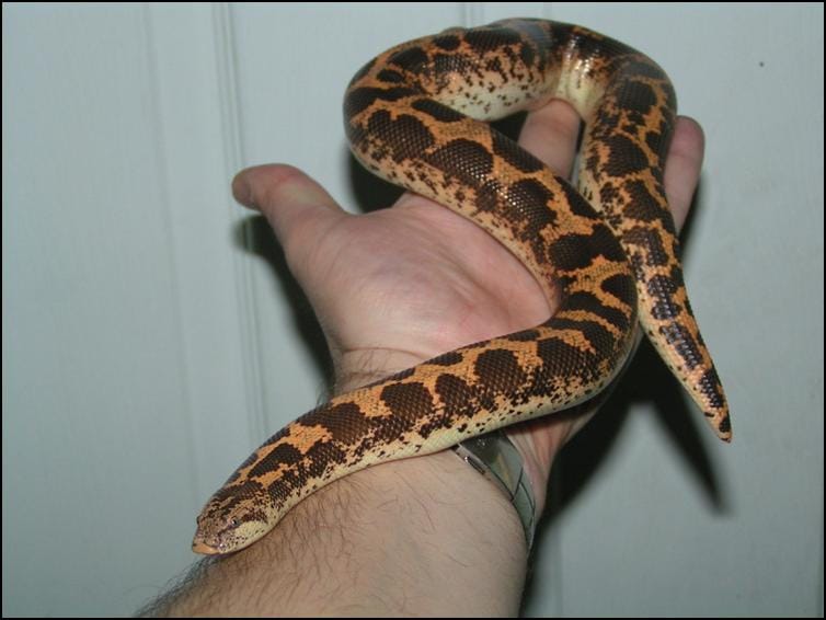 Kenyan Sand Boa