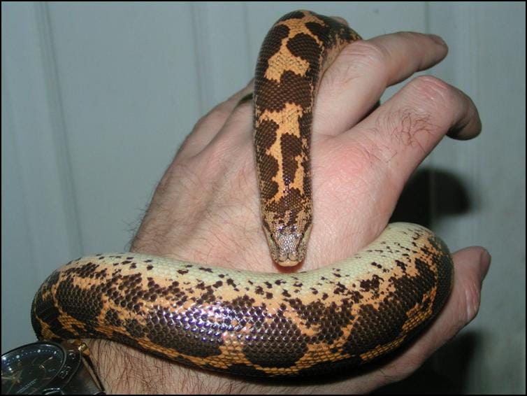 Kenyan Sand Boa