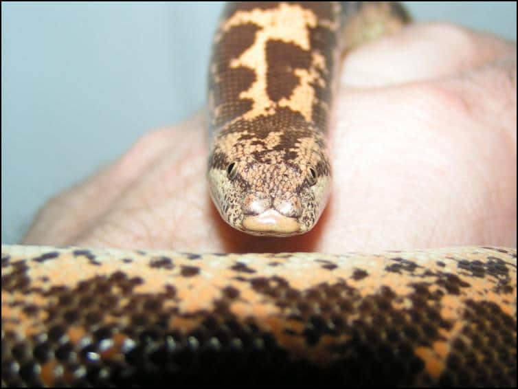 Head view of Kenyan Sand Boa