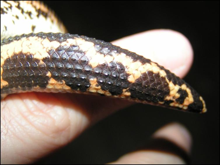 Close up of tail of Kenyan Sand Boa