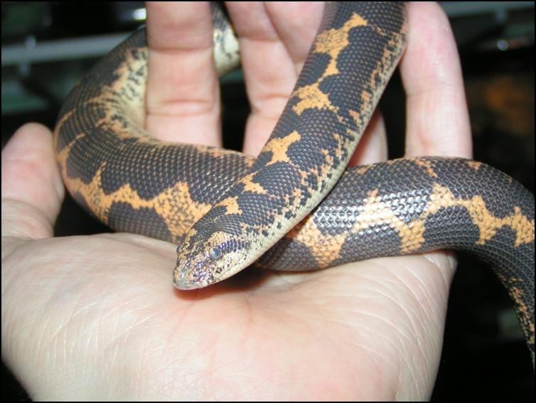 Kenyan Sand Boa preparing to shed it's skin