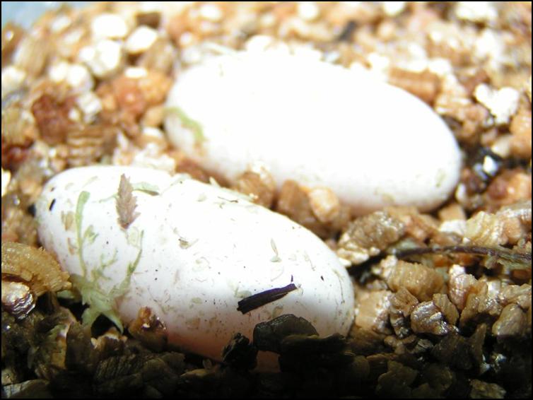 Leopard Gecko eggs