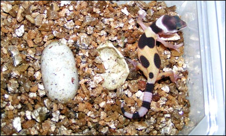 Variable colours in baby Leopard Geckos