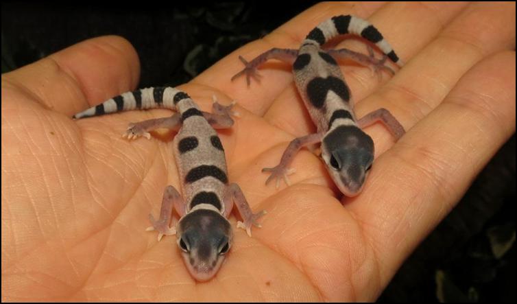Non-yellow Leopard Gecko babies
