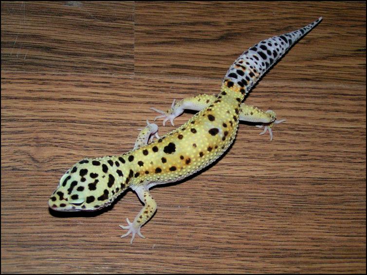 Leopard Gecko walking across desk