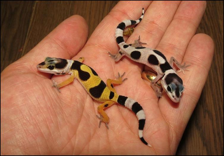 Comparing colouration of Leopard Gecko babies