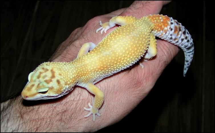 Fanta the Leopard Gecko
