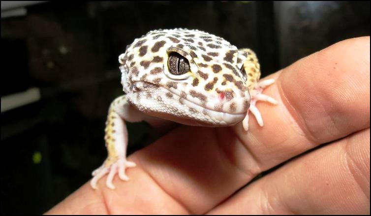 Gizmo the Leopard Gecko