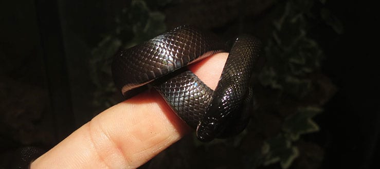 Juvenile Mexican Black King Snake
