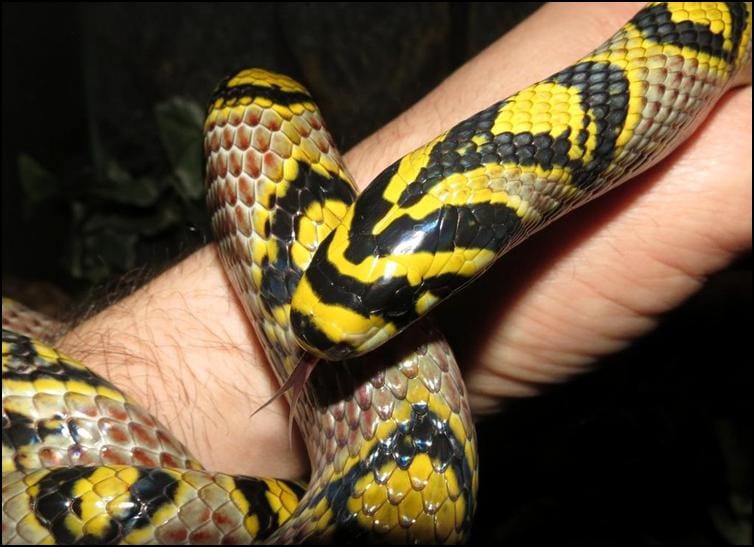 Mandarin Rat Snake