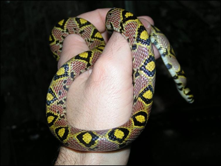 Mandarin Rat Snake