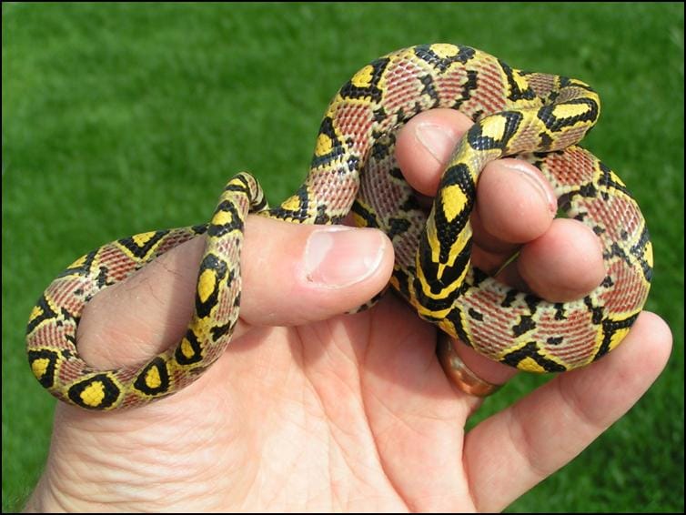 Mandarin Rat Snake