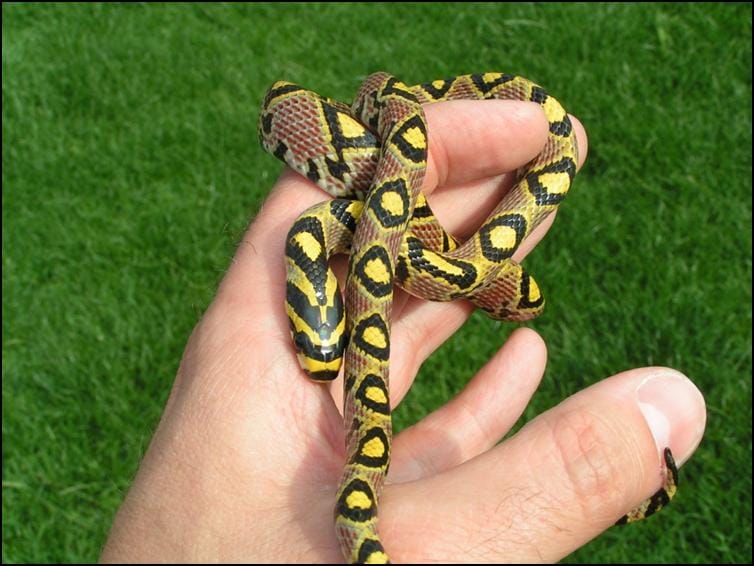 Mandarin Rat Snake