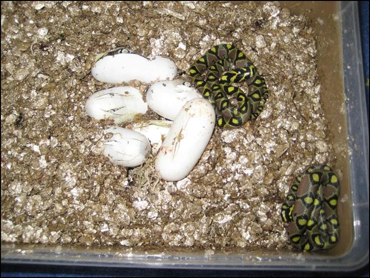 Mandarin Rat Snake eggs hatching